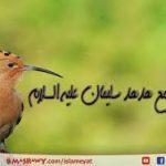 من هدهد سليمان إلى الدعاة
